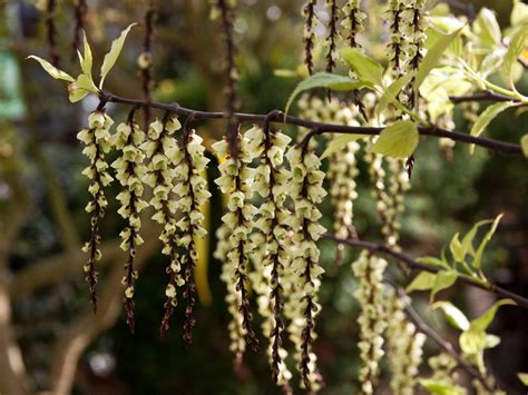 stachyurus chelina.